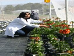 Karayazı Lale'si koruma altında